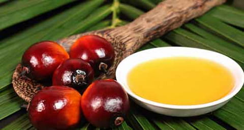 تصویر 4 از قیمت روغن هسته خرما خانگی + خرید باور نکردنی